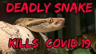 DEADLIEST Snake From America Might Be Able To KILL Covid 19!!