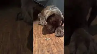 Puppy Learns Not to Eat Bees