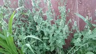 Early July Garden Tour, Giant Pumpkin progress+flower interplanting tips: POLLINATORS LOVE HIM!!