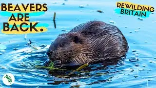 Wild British Beavers A Native Species Once Again!