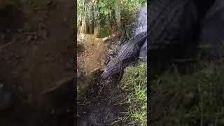 Alligator Alley
