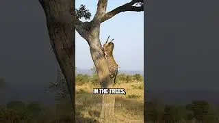The leopard is built different