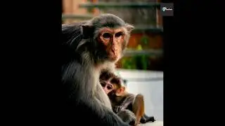 Why Monkeys Are Not Turning Into Humans? 🤯