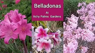 Belladonnas at Itchy Palms Gardens.