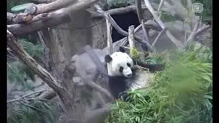 Giant Pandas @SDZoo