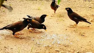 Today I put out bird food.