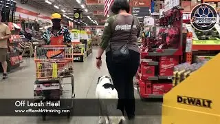 11 Months Old Mix Breed 