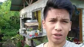 Cockatiel tips for breeding and daily maintainnance