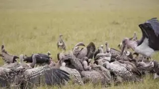 BEST LODGE IN THE MARA