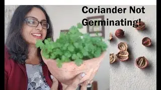 Why my coriander seeds are not germinating  |  Mystery Solved ! :)| How to grow coriander at home