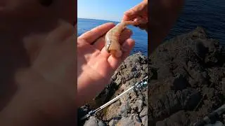 Este cebo nunca pasa de moda 💥cebo surfcasting