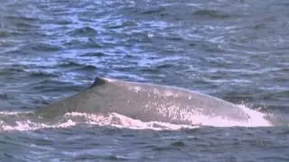 Harbor Breeze Corporation & Harbor Breeze Cruises and Whale