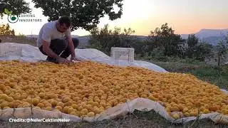 Fascinating Apricot Cultivation and Harvesting - Dried Apricot Processing Factory