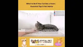 What to Do If Your Cat Has a Fever： Essential Tips & Vet Advice