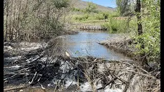 Gurgling Mountain Stream over a Beaver Dam ASMR relaxing favorite 10 hours