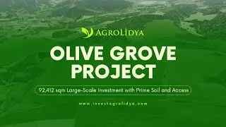 Olive Grove Project &ndash; 92,412 sqm Large-Scale Investment with Prime Soil and Access