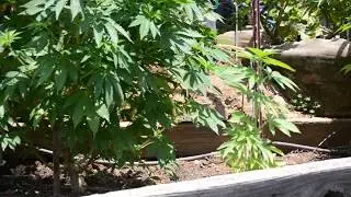 2017 outdoor norcal planting the big girls
