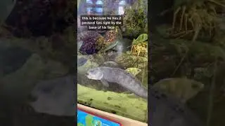 Have you ever seen a Wolf Eel?! #shorts #aquarium #animals #wolfeel #eel