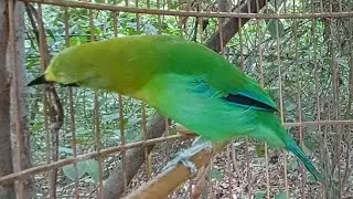 Cách Phân Biệt Hỏa Tiễn Trống & Mái  | Đam Mê Độc Lạ