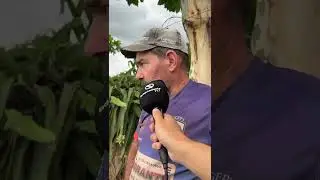 Produtores se unem para reconstruir parreiral que desabou devido a temporal no interior de Imigrante