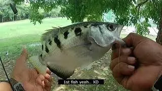 HOW TO fish Archerfish, SERU MANCING Ikan Sumpit, テッポウウオ fishing, 射水鱼 fishing, рыба лучник fishing.