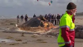 20-08-2017 Texel - walvis aangespoeld