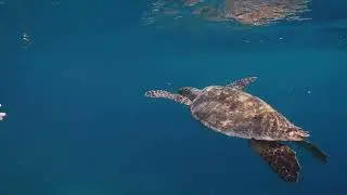 Dive into Adventure: Europe's Best Diving Spots Revealed