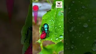 Rhinoceros Beetle#NatureDocumentary #WildlifePhotography #InsectKingdom
