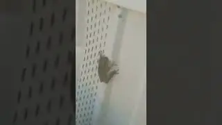 the frog moves