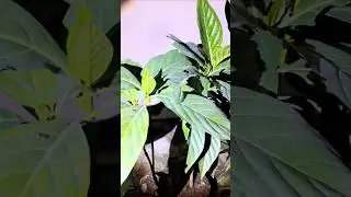Саженцы нони, выращенные из черенков.