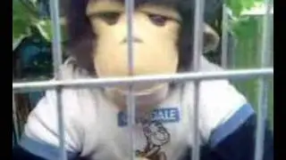 coco het aapje