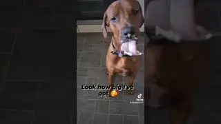 Look how big I've got🥰 #ridgeback #puppy #shorts