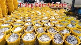 Đoàn Ghe Mành Pha Khánh Hòa Trúng Hàng 100 Tấn Cá Cơm