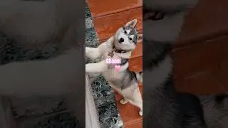 Nueva integrante 4 meses y medio🥰#channel #love #husky #animals #husky siberiano #perritos #cute