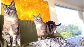 Merrick Backcountry Real Duck Recipe Pate Wet Cat Food Lynx Point Siamese Tabby Cat Eating Reviews