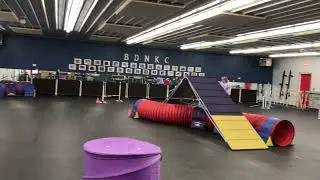 Charlie at agility games