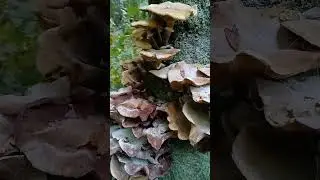 Fungi in the thicket #mushroom #nature #woodlandwalks