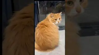Why Your Cat Sits Facing Away From You