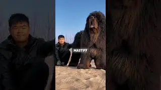 Top 5 Dog Breeds with the MOST INTIMIDATING Barks You Need to Hear