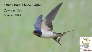 Summer 2025 Bird Photography Competition entries