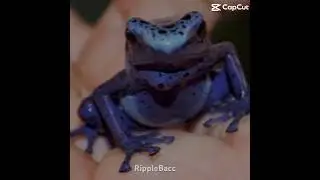 Poison DartFrog aura #sigma #edit #short #chad #memes #animals