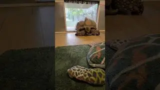 convincing a tortoise is hard... 😅