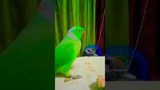Mithu Billi Keshe Bulayenge 🐈🐱🐱 #reels #funny #talkingparrot #parrot #birds #funnyanimal #anuandsuji