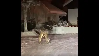 Har du sett harar boxas f&ouml;rut?