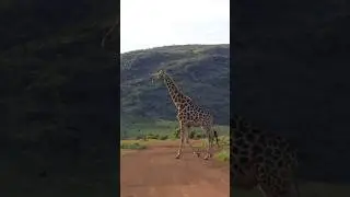 Caption this moment! How would you describe the beauty of the Giraffe in one word? 🦒📸 #giraffe