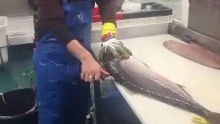 Filet Seriole