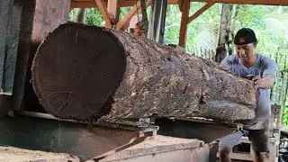 🌳Watch the Black Ancient wood being chopped at the sawmill.