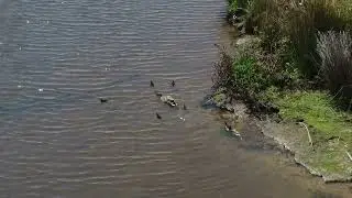 Spring Time Ducklings in the Tauranga Wetlands