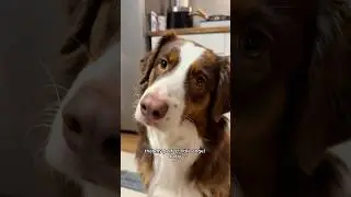 Худшее начало 2026 года 😭🦷? #собака #влог #шорты
