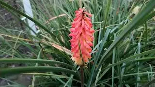 Kniphofia dnes večer na zahr&aacute;dce: V&aacute;clav Kovalč&iacute;k, ř&iacute;jen 2025, Zl&iacute;n